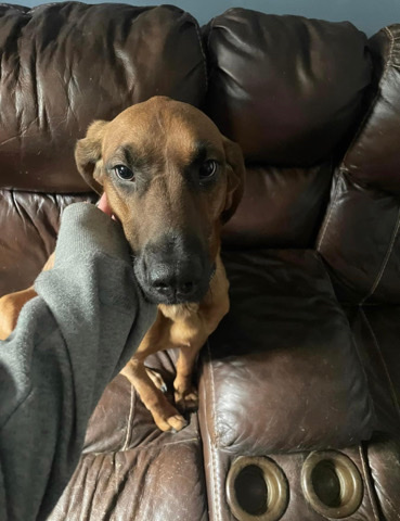 Great Dane – female dog