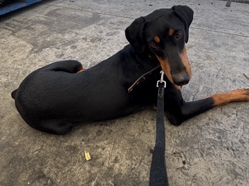 Doberman Pinscher – female Doberman – Fresno
