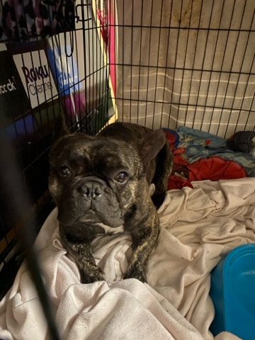 French Bulldog – king selling