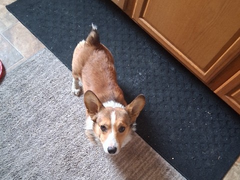 Corgidor – Bingo – Mount Vernon