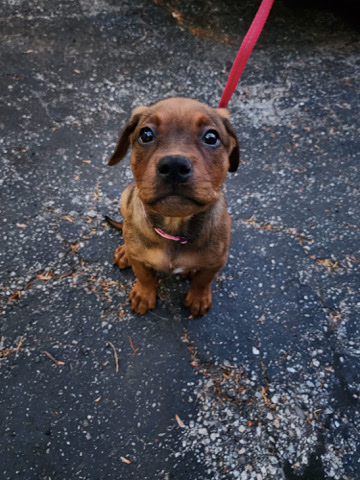 American Pit Bull Terrier – puppy for sale looking a new home