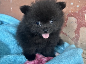 Pomeranian – Adorable Pomeranian Puppy for Sale – 3 Months Old in Los Angeles – Los Angeles