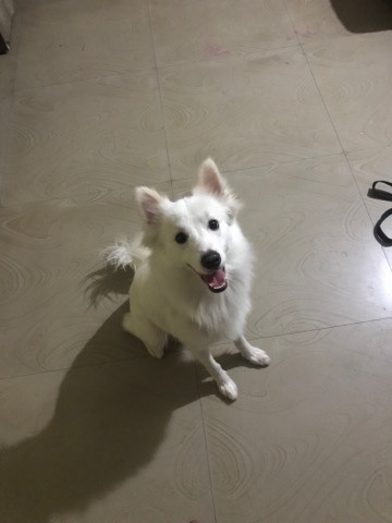 Pomeranian – Jackey