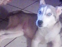 Siberian Husky – husky puppy – Jacksonville