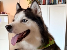Siberian Husky – Meet Kai 🤍🐾_up to date – Miami Lakes
