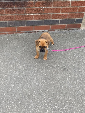 puggle