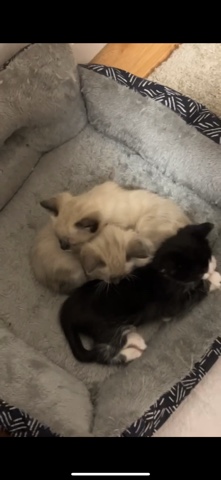 Siberian kitten for sale