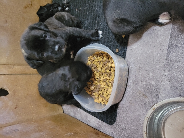 Cane Corso – cane corso fila puppies