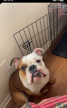 Olde English Bulldogge – one year old English bulldog