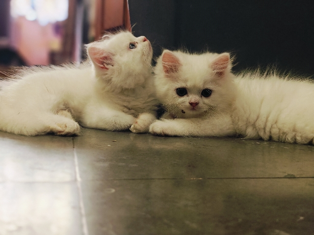 Persian (Modern) – Persian Cat Kittens