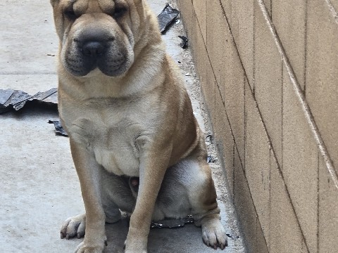 Meet Rocky – Our Energetic Shar Pei Buddy