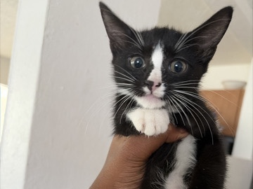 Mouse the cat – Fort Lauderdale