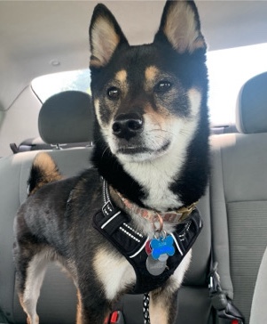 Shiba Inu – Rehoming Beloved Shiba