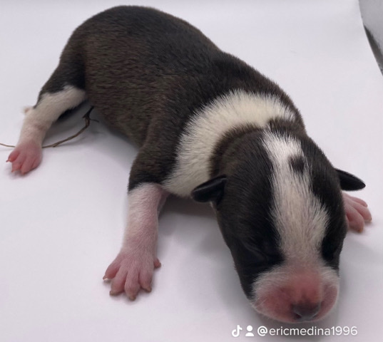 American Staffordshire Terrier – American bully PUPPIES 🐶