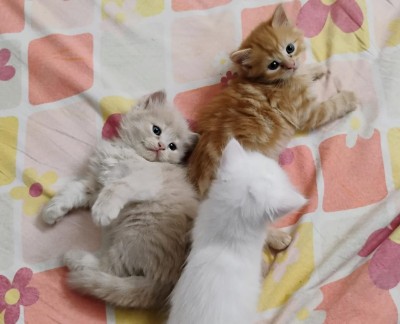 Persian (Traditional) - Persian Kittens (Brown, Ginger and white) available for adoption in New Delhi