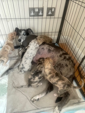 Merle Whippet collie greyhound lurchers