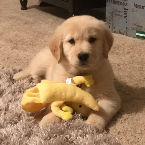 Golden Retriever – Golden retriever puppies for sale