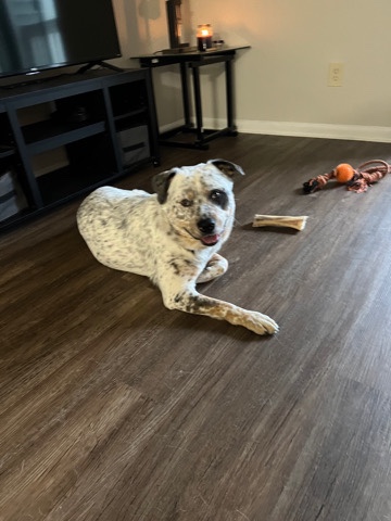Australian Cattle Dog – rehoming