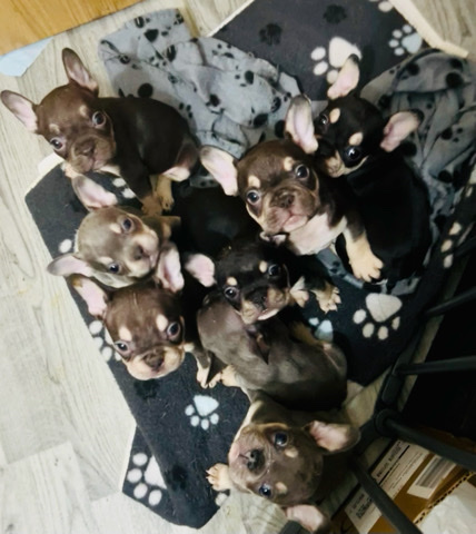 French Bulldog – Beautiful French bulldog puppies