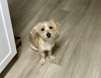 Morkie - Bruno available for adoption in Los Angeles