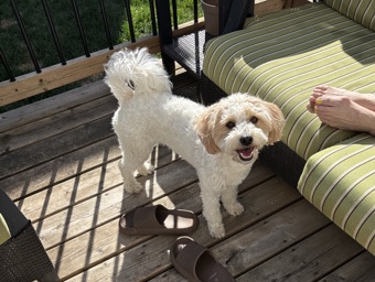American Eskimo Dog - Eskipoo girl - Honey available for adoption in Vaughan