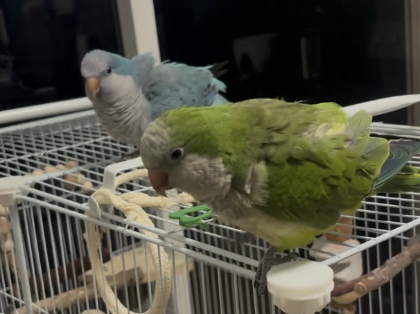 Caique – 2 Quaker Parrots for sale with everything. – Miami