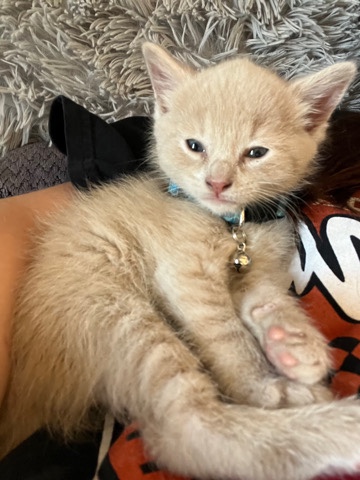 Russian White, Black and Tabby – needs a home