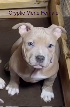 American Pit Bull Terrier – Cryptic Merle Pocket Bully Female AvailaBull