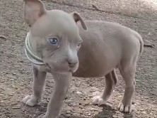 American Pit Bull Terrier – baby pit – Memphis