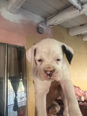 Boxer – boxer puppies
