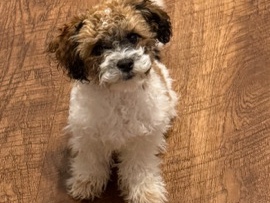 Cockapoo – cockapoo puppy – Mesa