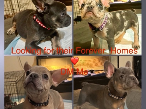 French Bulldog – AKC FRENCH BULLDOG PUPS – Los Angeles