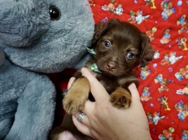 Poodle – Poodle mix boy ready for forever home – Sugar Land