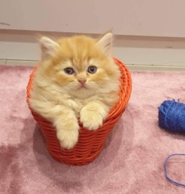 Persian (Modern) – Cute Hazel Coloured Persian kittens for sale