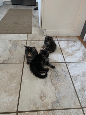 Maine Coon – two female mainecoon kittens left