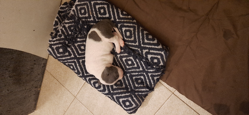 American Pit Bull Terrier – American bully
