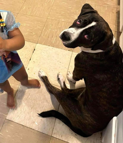 American Staffordshire Terrier – emergency homing