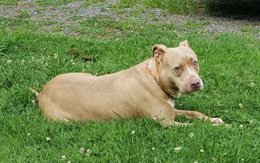 American Pit Bull Terrier – Loving Pit looking for forever home