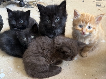 Adorable Kittens β Snohomish
