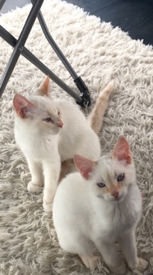 Maine Coon – Perfect pair looking for love❤️