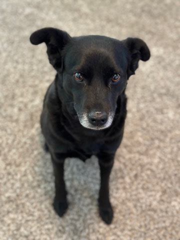 Labrador Retriever – Gypsy