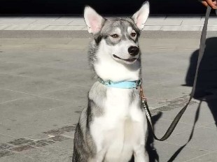Siberian Husky – selling my dog becouse am moving