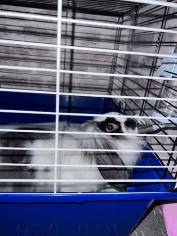 Lionhead – 7 month old rabbit for sale