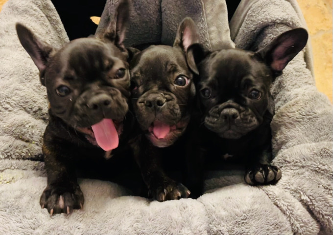 French Bulldog – Cute French Bulldogs