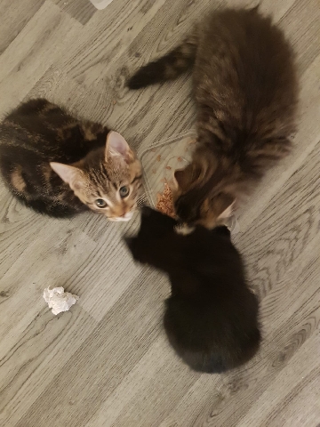 Kittens