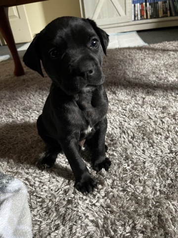 black lab puppy