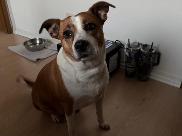 Ich verkaufe mein Hund