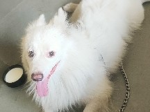 Indian Spitz – Indian splitz – Surat