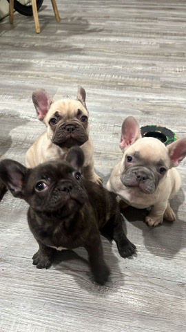French Bulldog – Frenchie