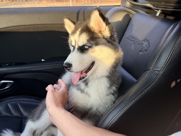 Siberian Husky – Siberian Husky Female Puppy – Garland